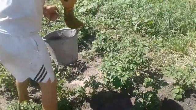 Травим жука. Какой способ лутше? Веником или помповым распылителем.