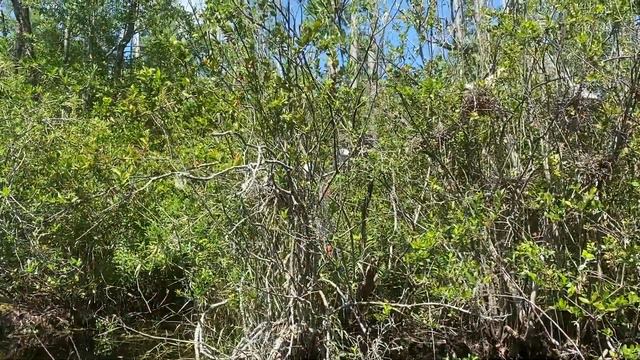 Okefenokee Swamp - Georgia - Fishing trip with my Dad - SO MANY ALLIGATORS this year! смотреть онлайн