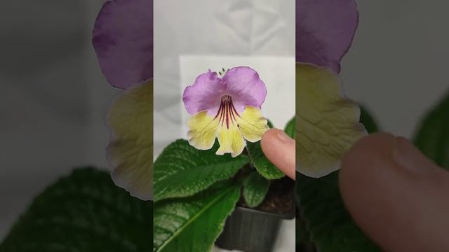 стрептокарпус UA канарейка смотреть онлайн