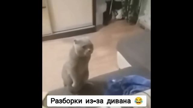 Приколы с котами! КОТ - ПСИХОЛОГ! С ОЗВУЧКОЙ! Смешные коты! Самые смешные животные! смотреть онлайн