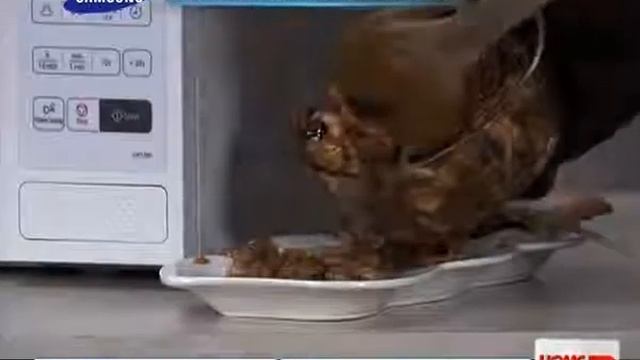 Samsung GW73BD mikrohullámú sütő - www.konyhawebaruhaz.hu смотреть онлайн