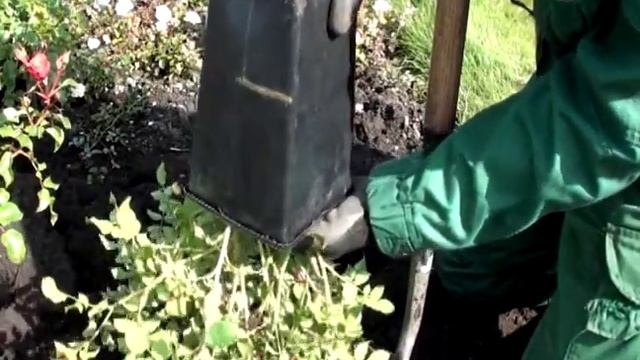 Как правильно посадить розу в контейнере смотреть онлайн