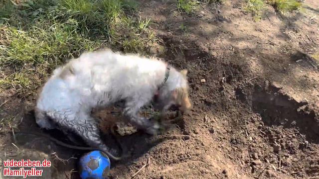 Unser Lagotto Romagnolo Welpe Luna - Buddelspaß mit 14 Wochen смотреть онлайн