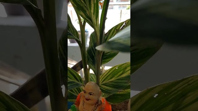 Tips to take care of shell ginger ...Alpinia zerumbet смотреть онлайн