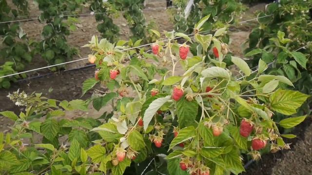 Польский сорт Полонез. самая сладкая малина смотреть онлайн