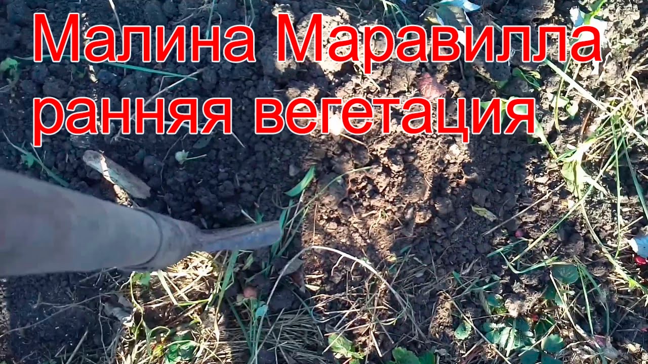 Малина Маравилла, ранняя вегетация в феврале! смотреть онлайн