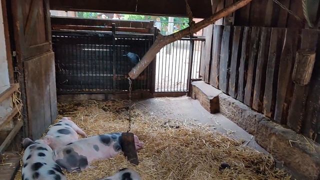 НАЧАЛО ОТПУСКА. ОБЩАЕМСЯ С ОЛЕНЯМИ И ПРОЧИМИ ПРЕДСТАВИТЕЛЯМИ ФЛОРЫ И ФАУНЫ смотреть онлайн