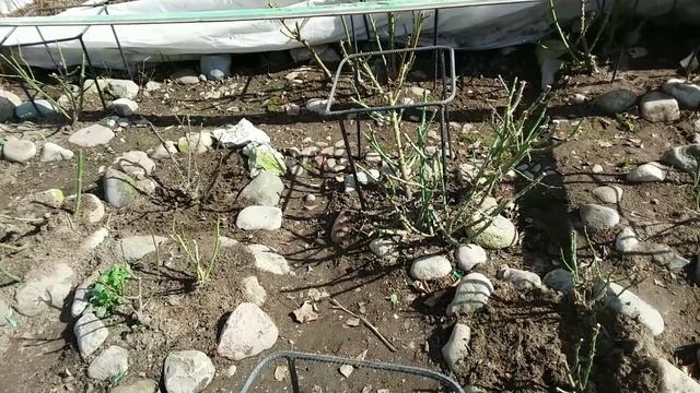 УХОД за РОЗАМИ весной. Обрезка роз смотреть онлайн