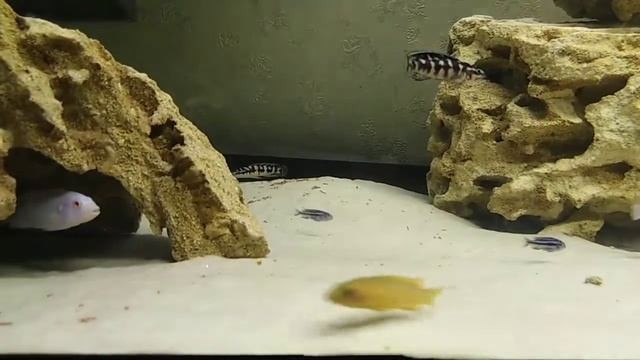 Лампрологус лелиупи и белый принц смотреть онлайн