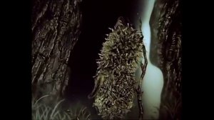 ёжик в тумане