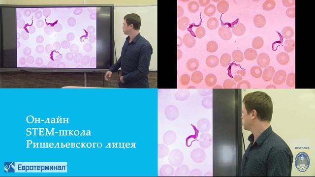 Паразитология. Лекция 1 смотреть онлайн