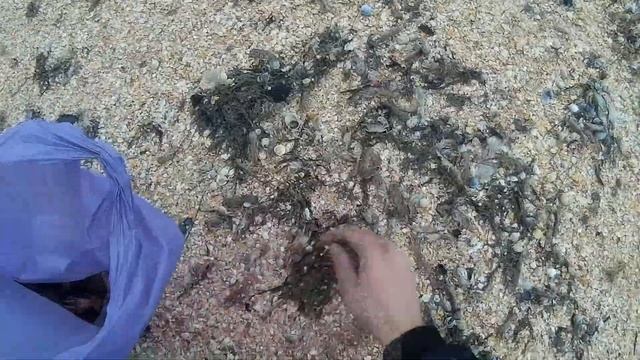 Собираем дары Азовского моря после шторма смотреть онлайн