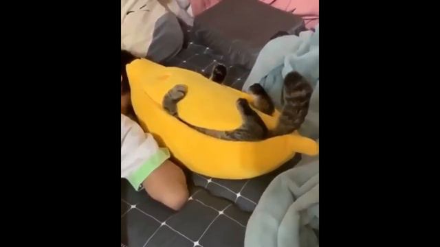 Кошка да баба завсегда в избе, а мужик да собака завсегда на дворе смотреть онлайн