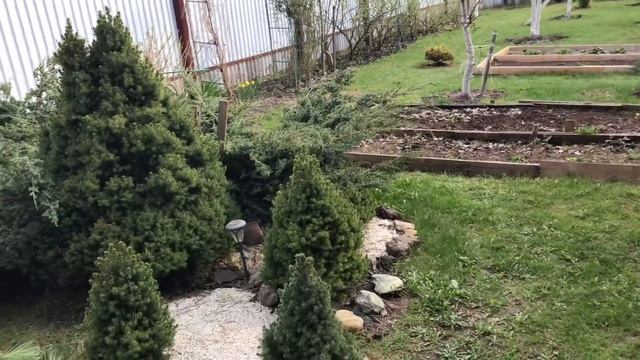 Моя любимая дача 27-28.04.2019 г. Посадила розы.?Нарциссы. Тюльпаны. Шашлык. Ночь на даче.