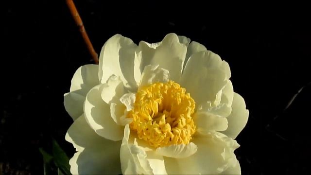 Голд Стандарт. Gold Stendart. Пион с японской формой цветка. смотреть онлайн