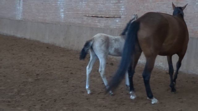 ООО "Ахалтекинец" Продажа ахалтекинских лошадей.Sales of Akhal-Teke horses http://akhaltekellc.com смотреть онлайн
