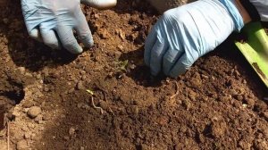 Посадка рассады помидор черри в открытый грунт.