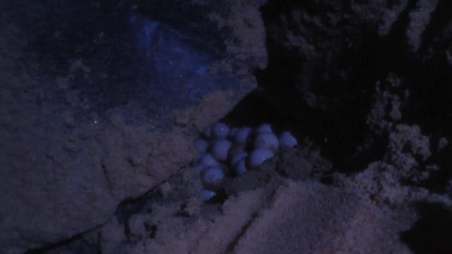 Кoggala Beach Hotel 3*/Морская черепаха откладывает яйца /Шри-Ланка смотреть онлайн