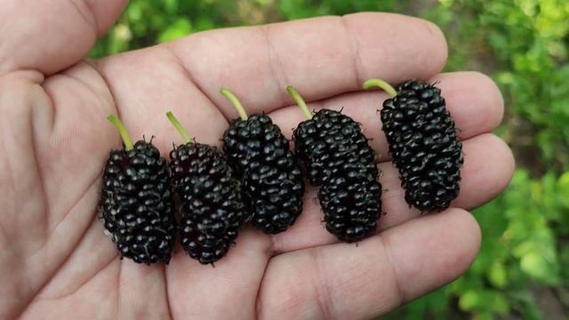 30.06.2023 год. Шелковица сорт Музатари (Хартут). Новинка в Украине смотреть онлайн