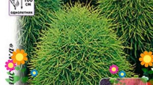 Кохия обыкновенная Летний Кипр. Краткий обзор, описание характеристик, где купить семена