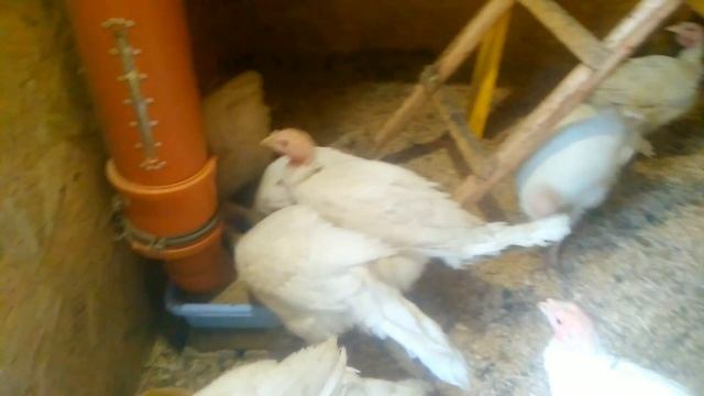 Трудности в разведении индюков. смотреть онлайн