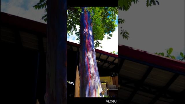 Eucalyptus deglupta | Rainbow Gum | Mindanao Gum смотреть онлайн