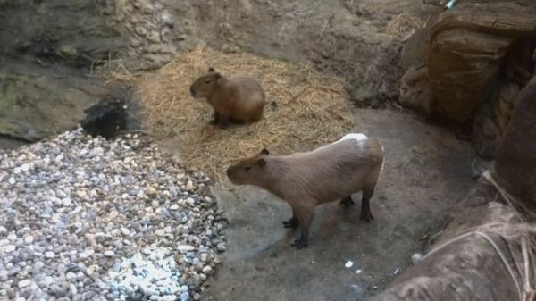 Капибары. Capybara