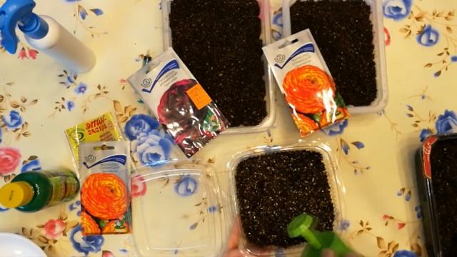 Ранункулюс(лютик садовый,анемона). Выращивание из семян. смотреть онлайн