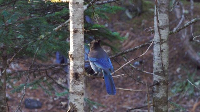 Cycling 300 Miles in Washington - Cycling Alaska to Argentina 9 смотреть онлайн