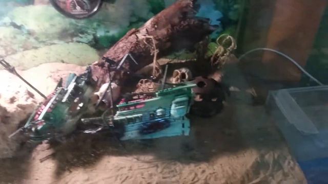 ящеры (скоро будет их кормление ) смотреть онлайн