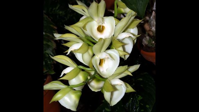 Орхидея Катасетум, слайд-шоу catasetum смотреть онлайн