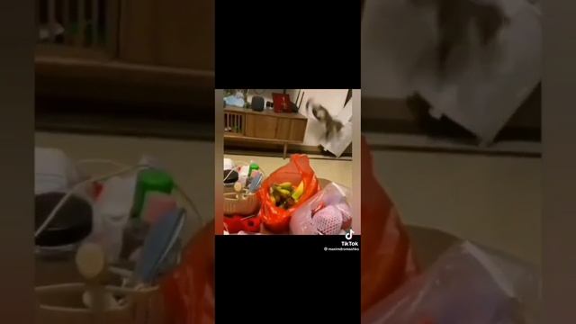 БУДЕТ СУП С КОТОМ ... смотреть онлайн