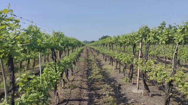 Inline Irrigation System For Grapes