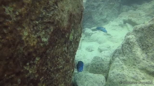 Tropheops sp. 'elongatus mbako' смотреть онлайн