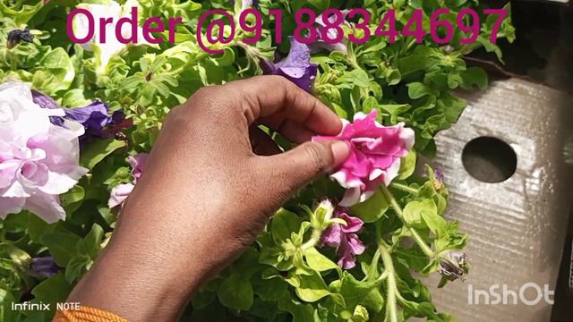 നാടൻ double petunia plants for sale✌️ смотреть онлайн