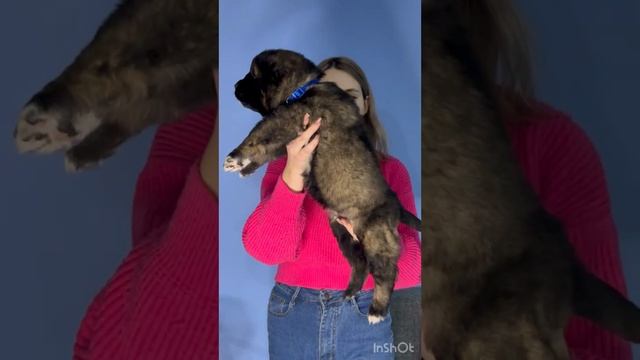 Кавказская овчарка 1 мес ЮНГАР смотреть онлайн