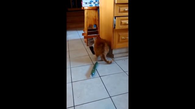 Ржач! Коты и кошки боятся огурцов. Лучшая подборка видео котов, кошек огурцов. Вдоволь посмеяться. смотреть онлайн