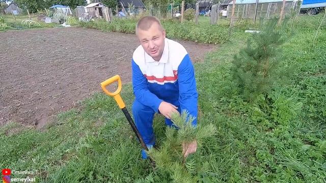 Посадка сосны. Сажаем сосны. Как посадить сосну. Как пересаживать сосны. Сосны на своём участке.
