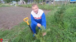 Посадка сосны. Сажаем сосны. Как посадить сосну. Как пересаживать сосны. Сосны на своём участке.