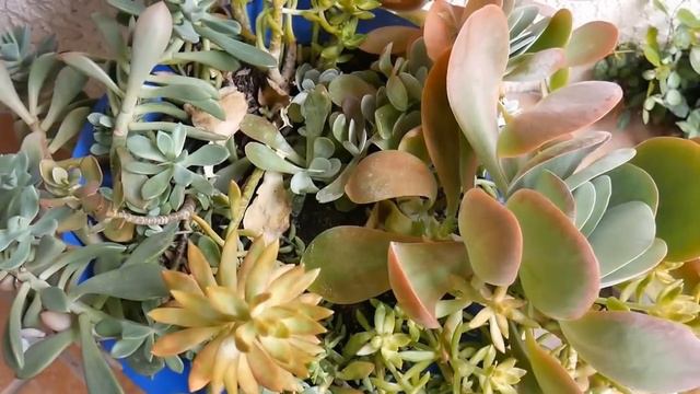 Paddle Plant Flapjacks Plant Propagation: How To Prune & Take Cuttings / Joy Us Garden смотреть онлайн