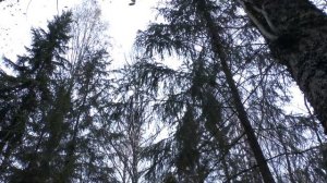 АТАМАН М2 vs рябчик ! Охота с пневматикой на рябчика и мастеркласс: как манить рябчика.