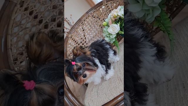 Лапочка Бивер-йорк мини💕 смотреть онлайн