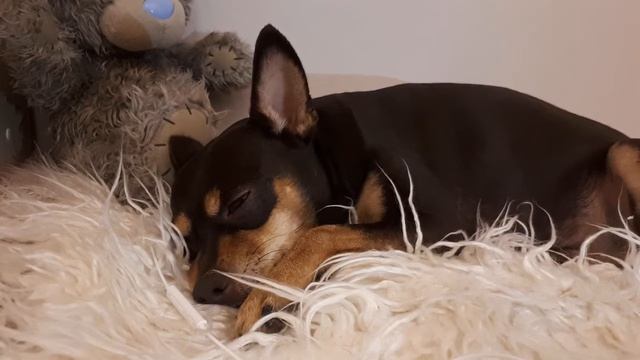 Собака храпит / Snoring dog смотреть онлайн