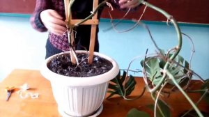 Красивейшая монстера Подвязываю стебель к опоре.