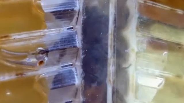 Улей Автомат смотреть онлайн