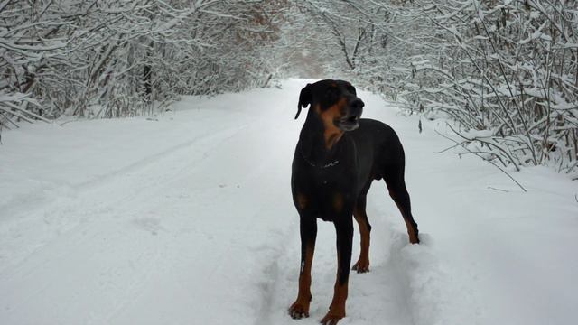 Doberman Barking Sound | Aggressive Doberman Barking Sound Effect HD  | Doberman Barking Growling