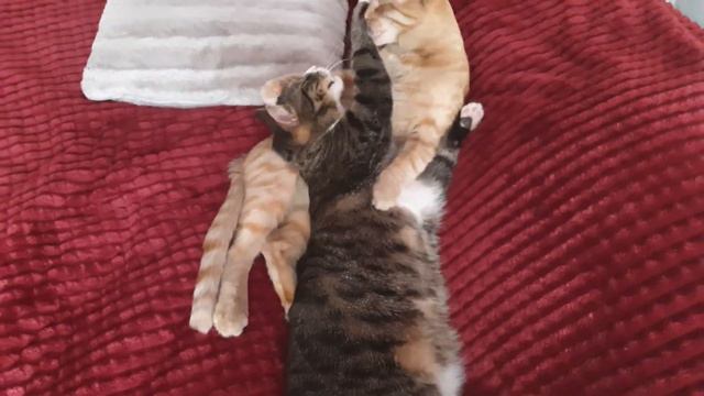 Котики моют друг друга. Милые котики смотреть онлайн