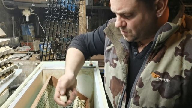 Если инкубировать перепелов, БЕЗ ВОДЫ, у вас всегда будет много птенцов)) Режим инкубации.???? смотреть онлайн