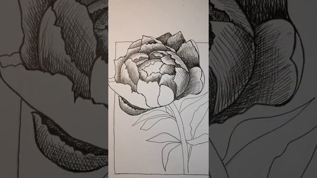 Рисуем цветок. Пион смотреть онлайн