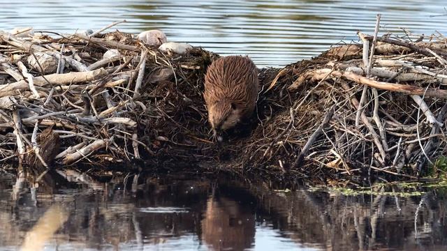 Beaver Spirit Guide - Ask the Spirit Guides Oracle - Totem Animal, Power Animal - Magical Crafting смотреть онлайн